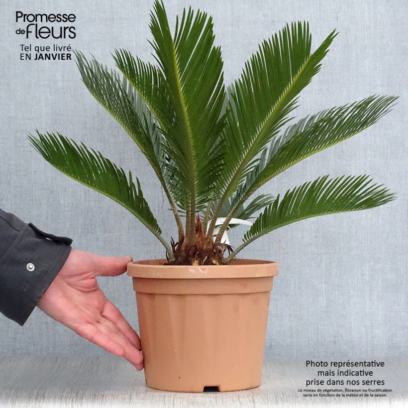 Amostra de Cycas revoluta Vaso de 2 L/3 L tal como entregue no inverno