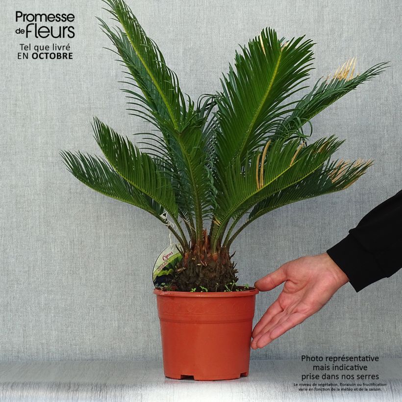 Amostra de Cycas revoluta Vaso de 2 L/3 L tal como entregue no outono