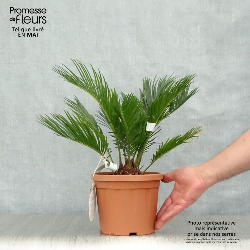 Amostra de Cycas revoluta Vaso de 2 L/3 L tal como entregue na primavera