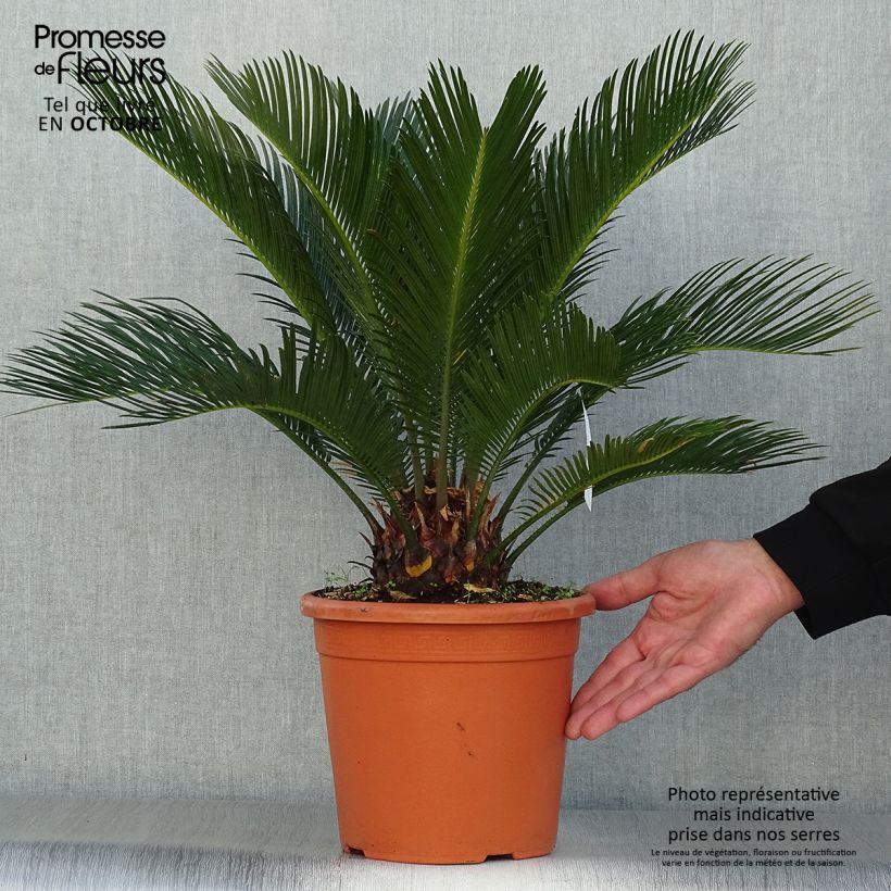 Amostra de Cycas revoluta Vaso de 4 L/5 L tal como entregue no outono