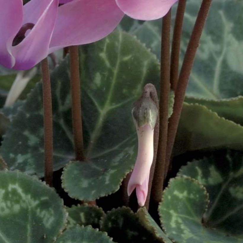 Cyclamen coum rosa (Folhagem)
