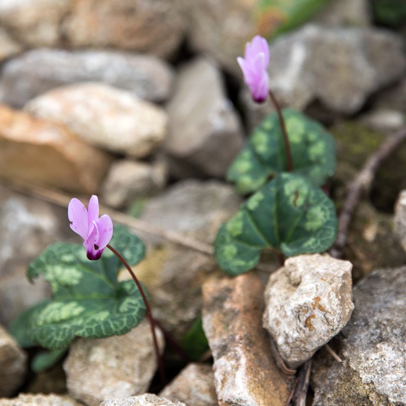 Cyclamen cilicium rosa (Hábito)