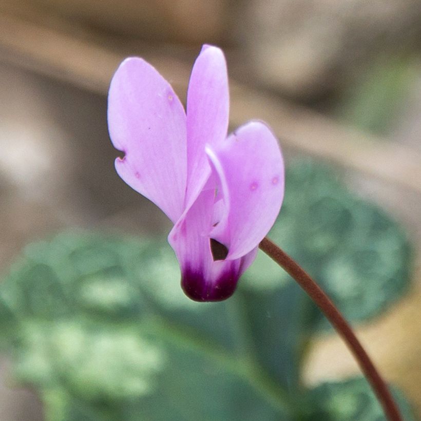 Cyclamen cilicium rosa (Floração)