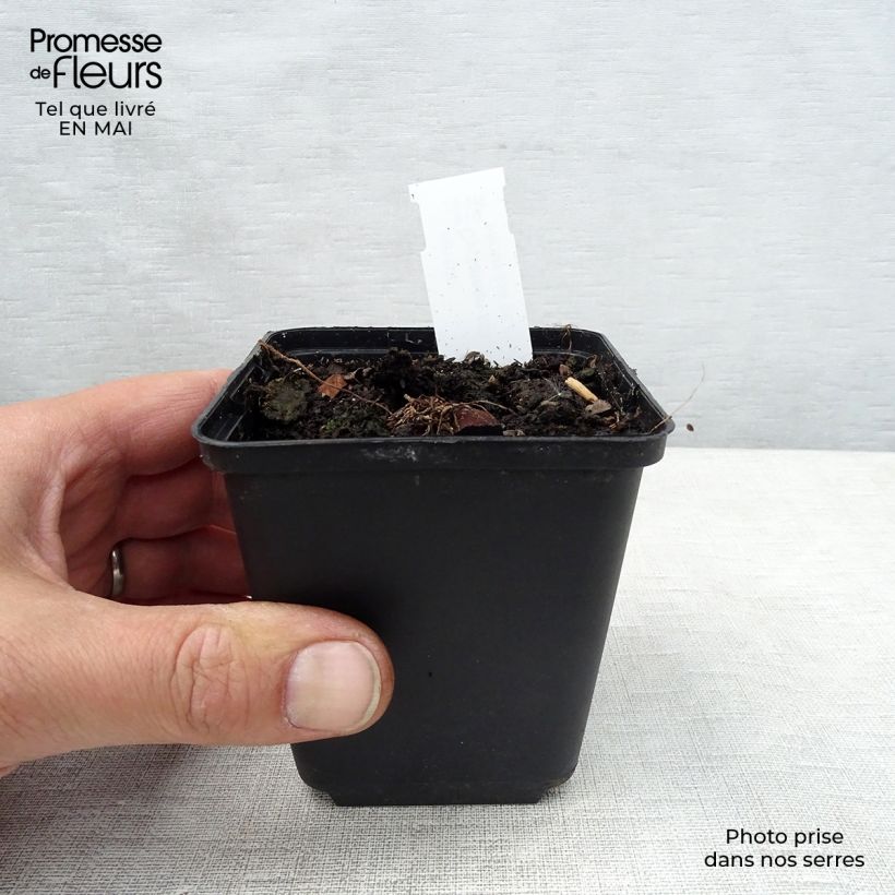 Amostra de Cyclamen coum Branco Vaso de 8/9 cm tal como entregue na primavera