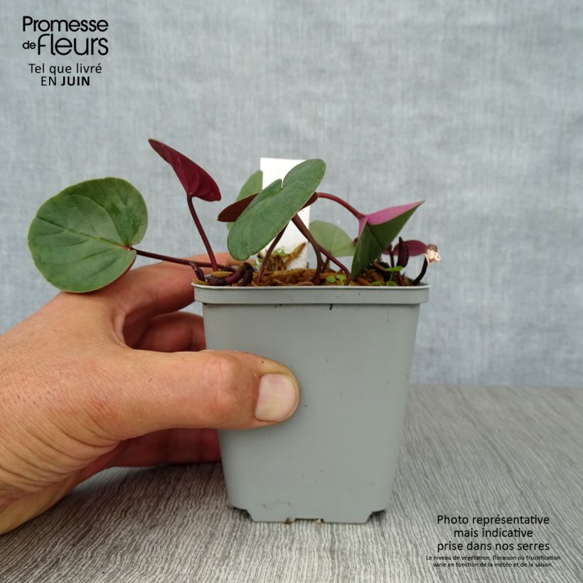 Amostra de Cyclamen coum Branco Vaso de 8/9 cm tal como entregue no verão