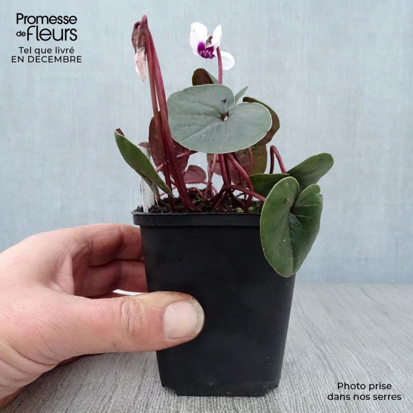 Amostra de Cyclamen coum Blanc Vaso de 8/9 cm tal como entregue no inverno