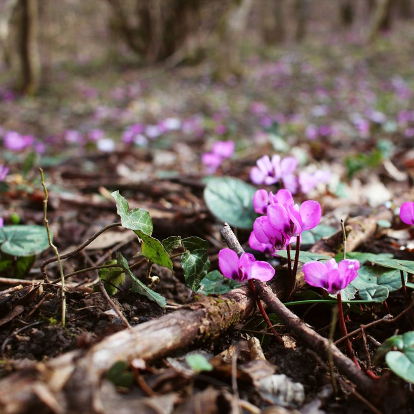 Cyclamen coum Rosa em vaso pequeno (Hábito)