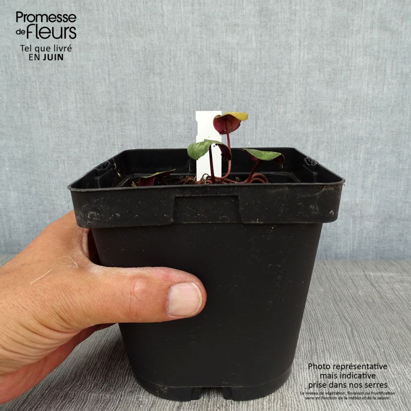 Amostra de Cyclamen coum Rosa em vaso pequeno Vaso de 2 L/3 L tal como entregue no verão