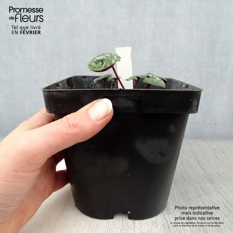 Amostra de Cyclamen coum Rosa em vaso pequeno Vaso de 2 L/3 L tal como entregue no inverno