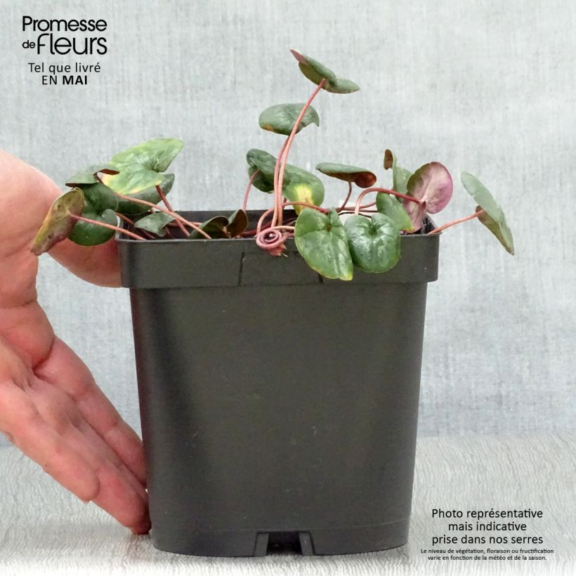 Amostra de Cyclamen coum Rosa em vaso pequeno Vaso de 2 L/3 L tal como entregue na primavera