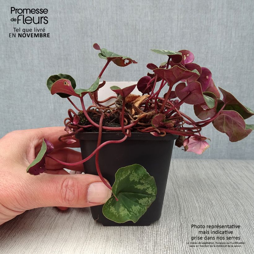 Amostra de Cyclamen coum Rosa em vaso pequeno Vaso de 8/9 cm tal como entregue no outono