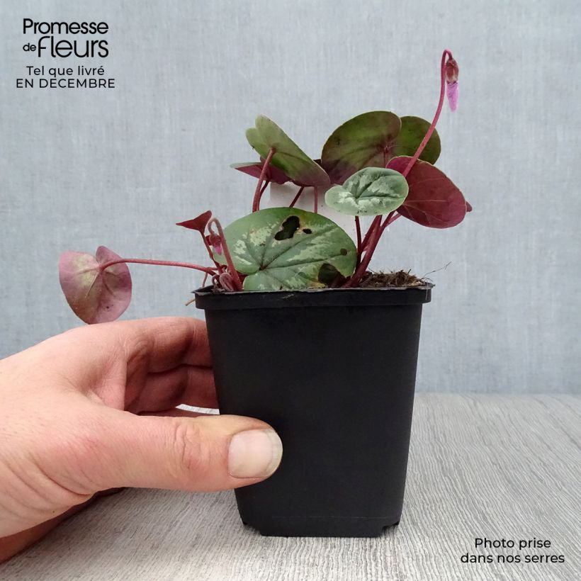 Amostra de Cyclamen coum Rosa em vaso pequeno Vaso de 8/9 cm tal como entregue no inverno