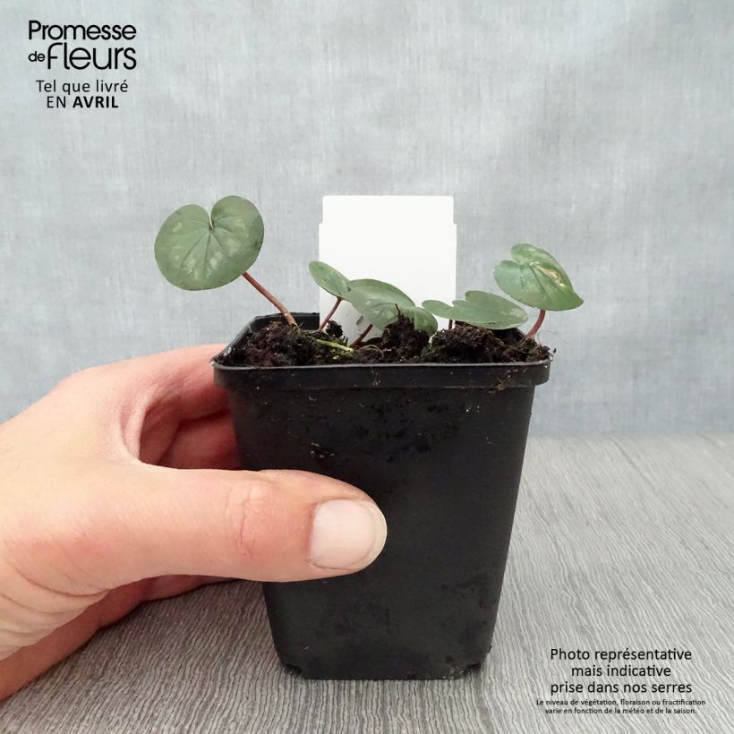 Amostra de Cyclamen coum Rosa em vaso pequeno Vaso de 8/9 cm tal como entregue na primavera