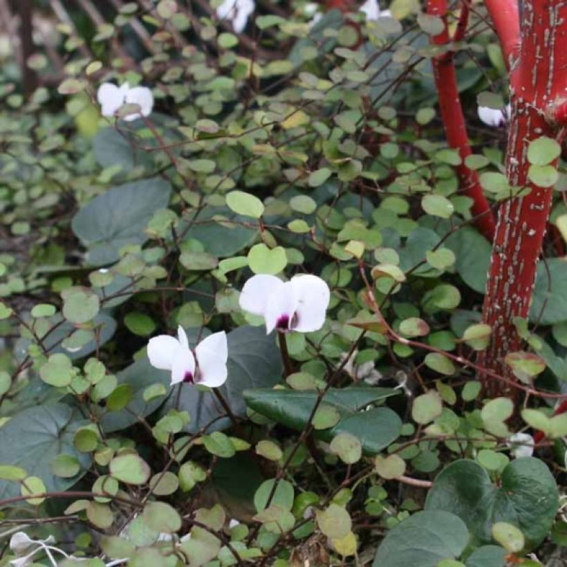 Cyclamen coum Branco (Hábito)