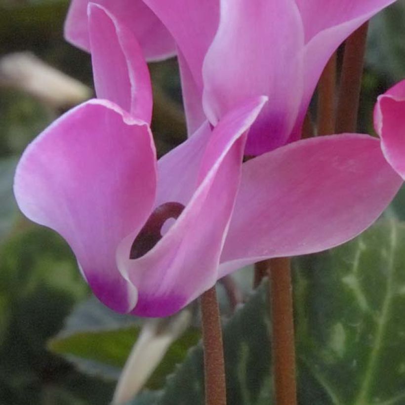 Cyclamen coum rosa (Floração)