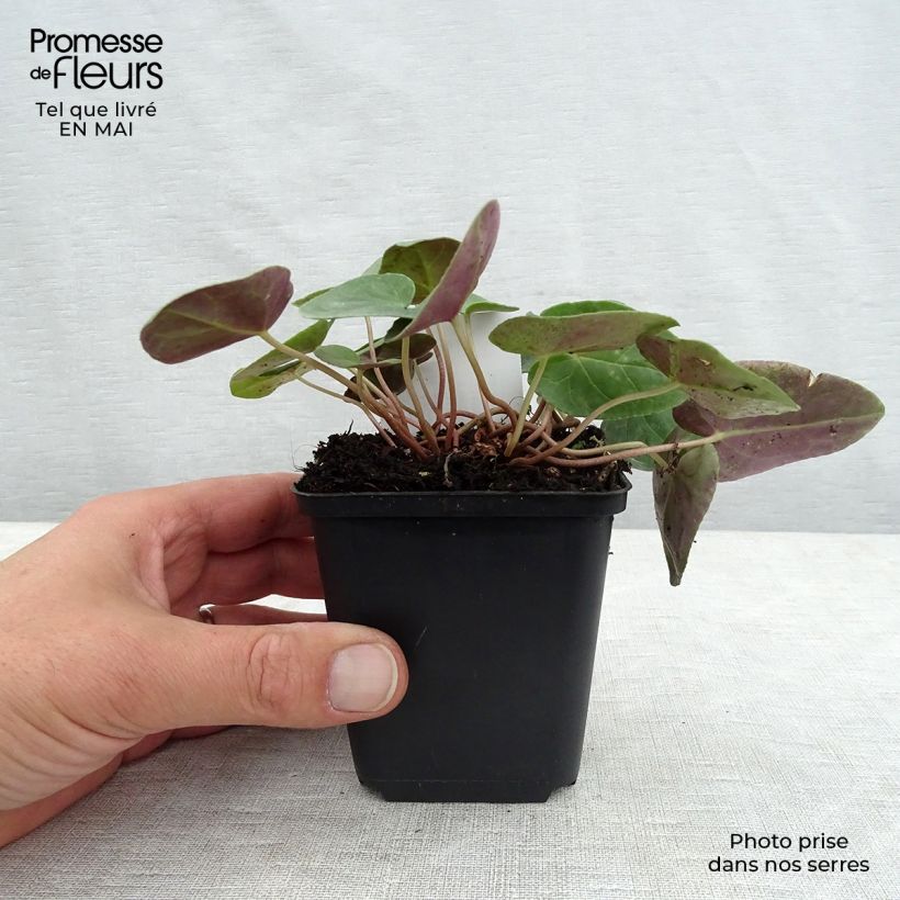 Amostra de Cyclamen hederifolium Album Vaso de 7/8 cm tal como entregue na primavera