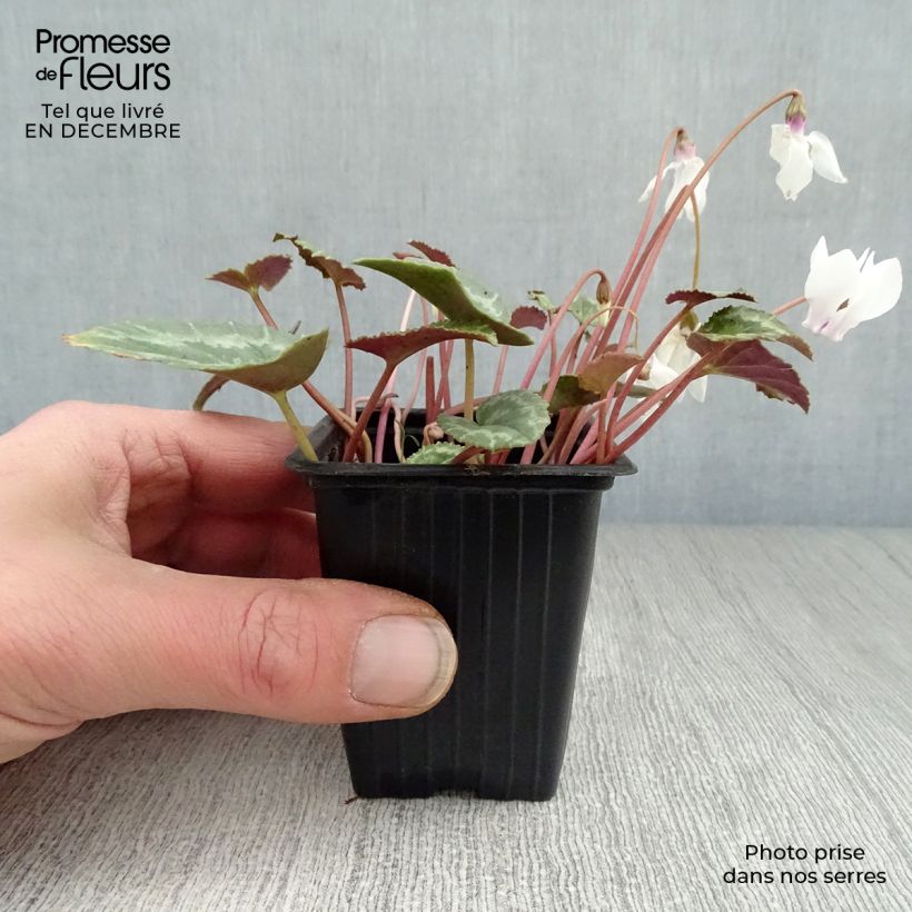 Amostra de Cyclamen hederifolium Album Vaso de 7/8 cm tal como entregue no inverno