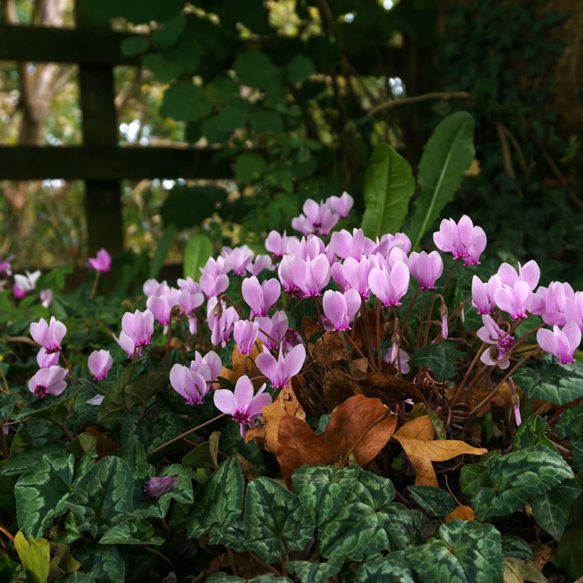 Cyclamen hederifolium (Hábito)