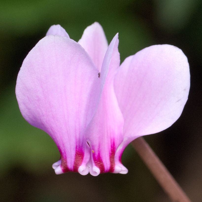 Cyclamen hederifolium (Floração)