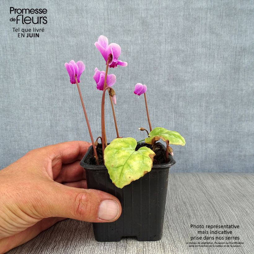 Amostra de Cyclamen hederifolium Vaso de 7/8 cm tal como entregue no verão