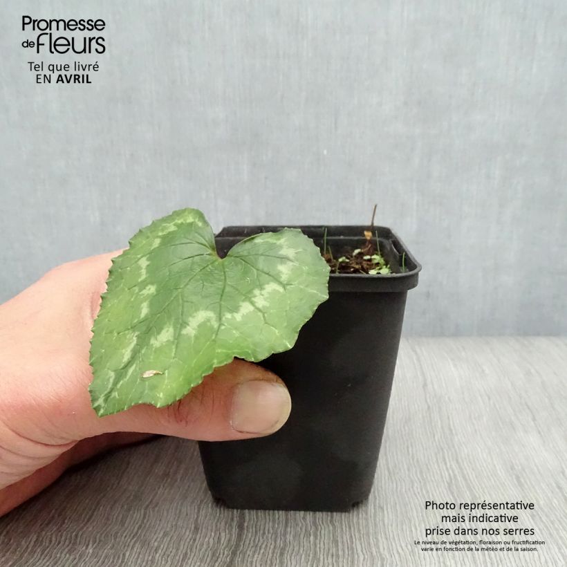 Amostra de Ciclame de Nápoles rosa em vaso tal como entregue na primavera