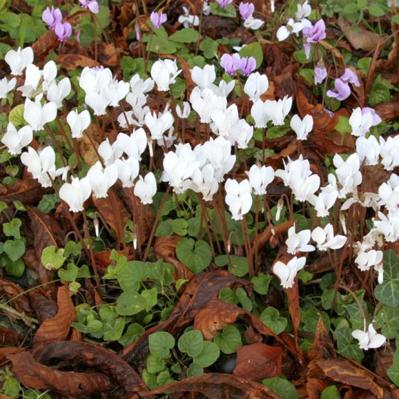 Cyclamen hederifolium Album (Hábito)