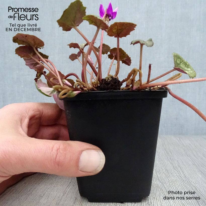 Amostra de Cyclamen pseudibericum - Cyclamen de Turquie Vaso de 8/9 cm size 9 tal como entregue no inverno