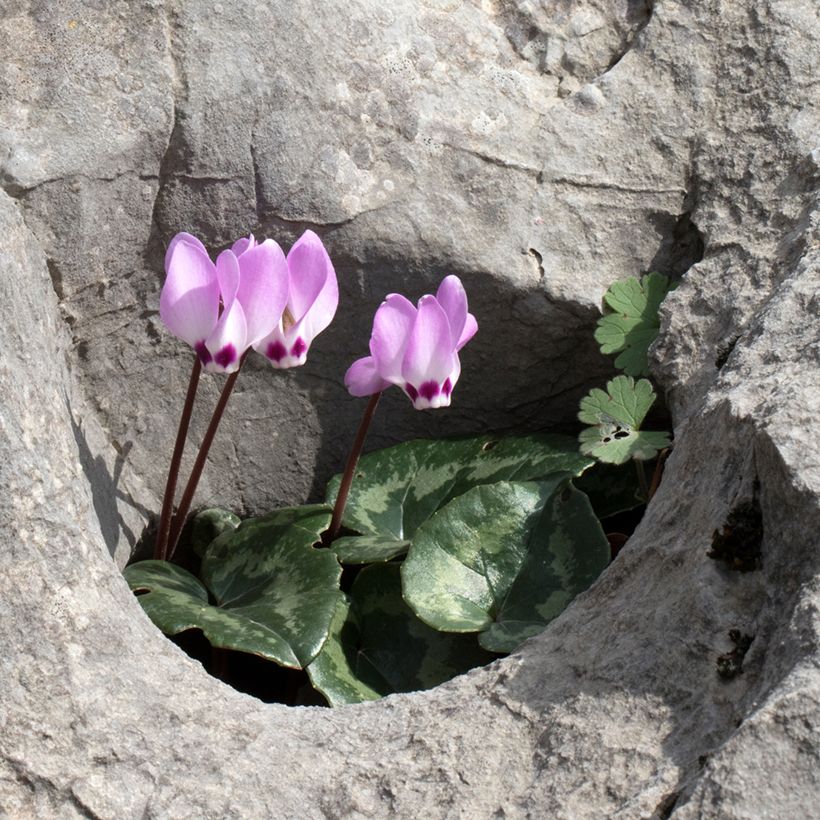 Cyclamen pseudibericum (Hábito)