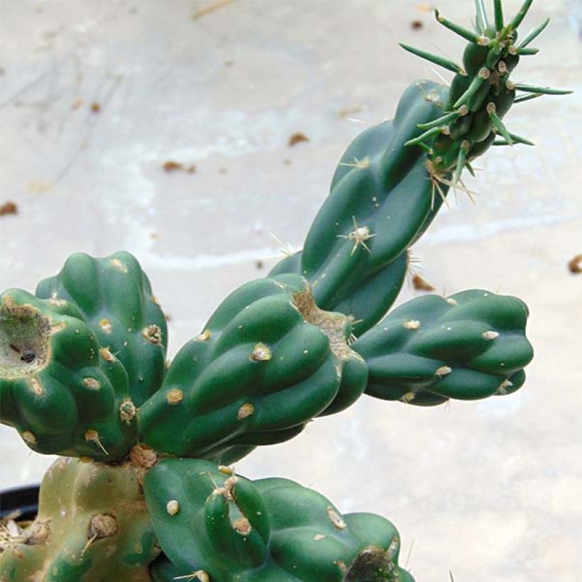 Cylindropuntia imbricata (Folhagem)