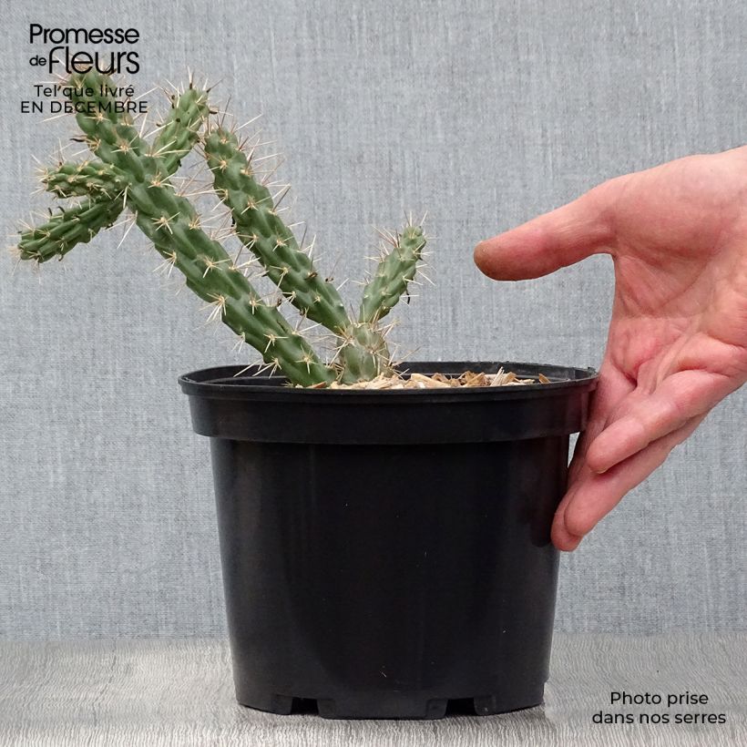 Amostra de Cylindropuntia imbricata - Cactus rustique. Vaso de 4 L/5 L tal como entregue no inverno