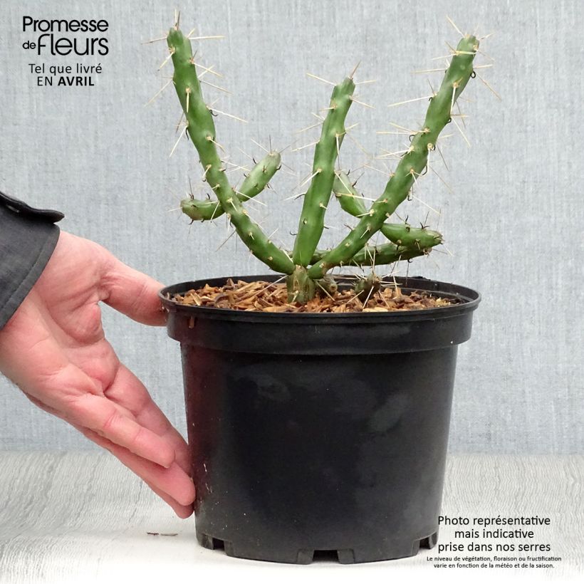 Amostra de Cylindropuntia imbricata Vaso de 4 L/5 L tal como entregue na primavera