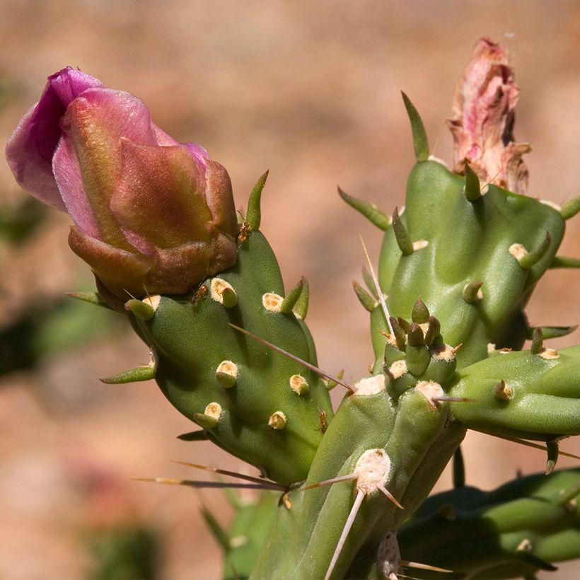 Cylindropuntia kleiniae (Floração)