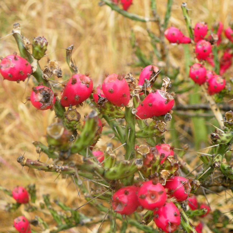 Cylindropuntia kleiniae (Colheita)