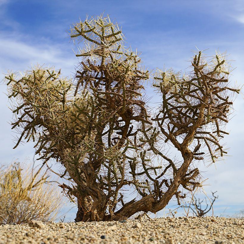 Cylindropuntia kleiniae (Hábito)