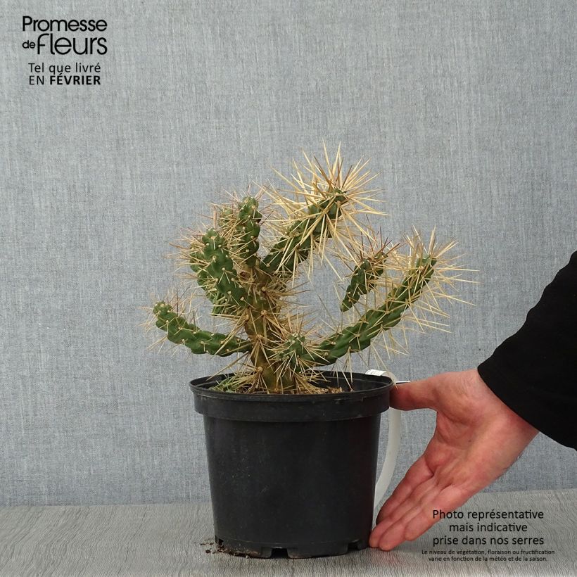 Amostra de Cylindropuntia tunicata - Cholla Pot de 4L/5L tal como entregue no inverno