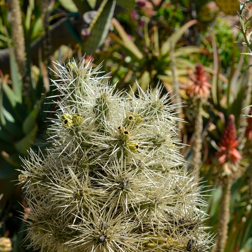 Cylindropuntia tunicata (Folhagem)