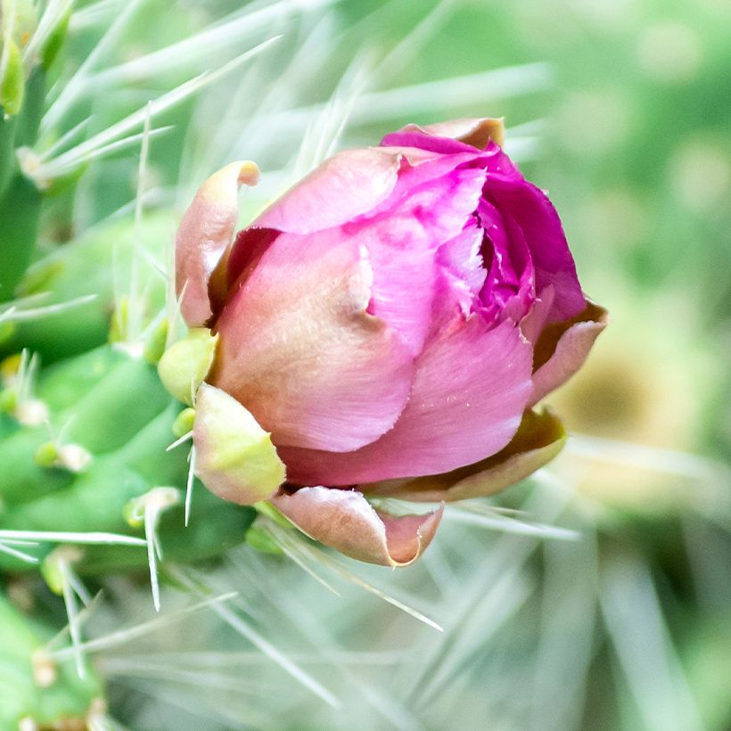 Cylindropuntia tunicata (Floração)