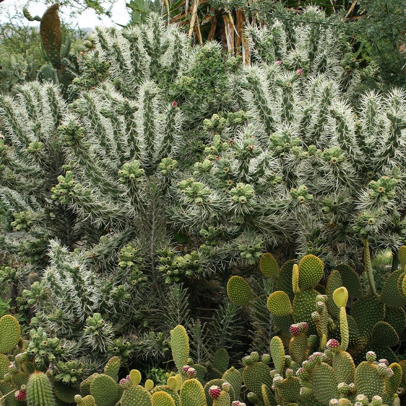 Cylindropuntia tunicata (Hábito)