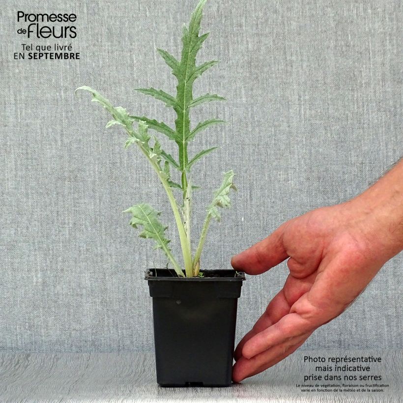 Amostra de Alcachofra Verde grande de Laon - Cynara scolymus Vaso de 7/8 cm tal como entregue no outono