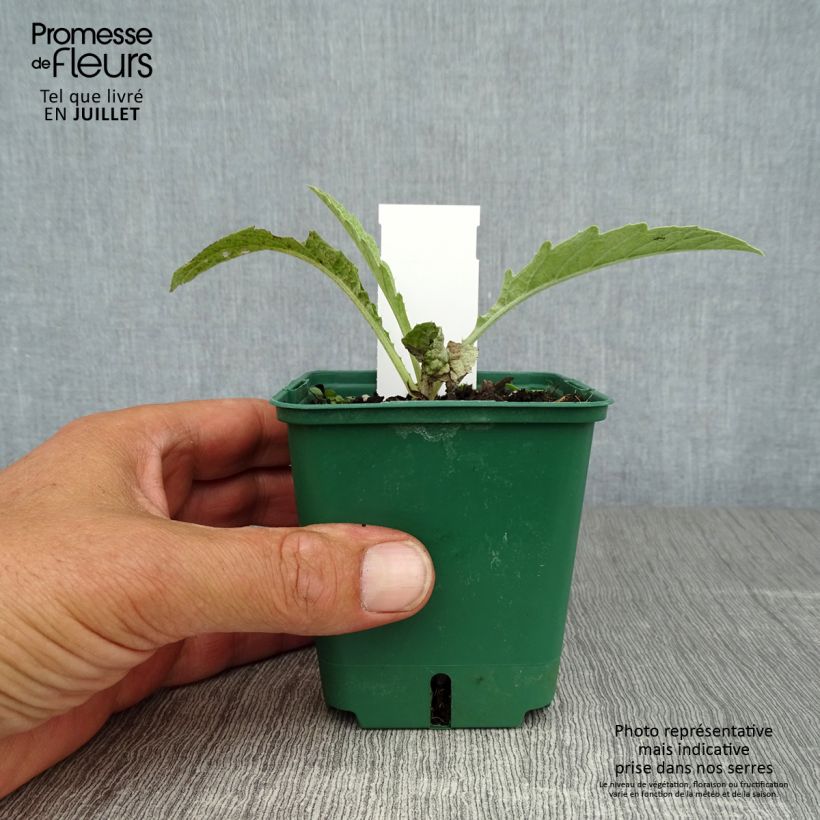 Amostra de Cynara cardunculus var. altilis Vaso de 8/9 cm tal como entregue no verão