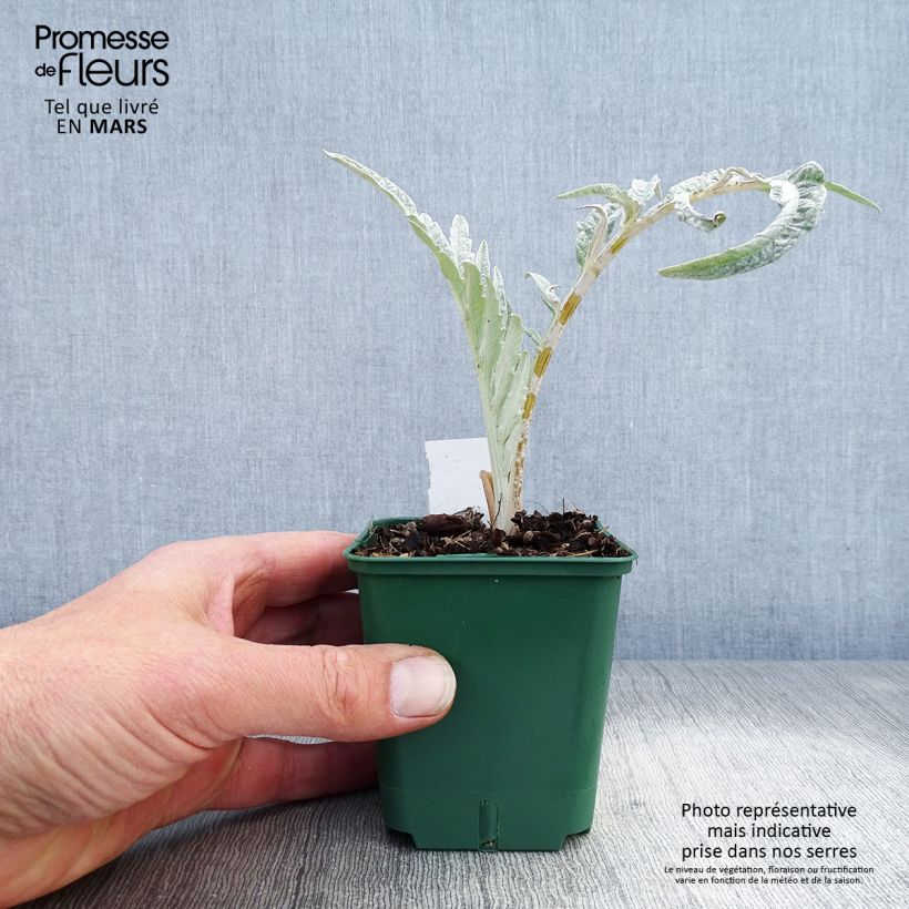 Amostra de Cynara cardunculus var. altilis Vaso de 8/9 cm tal como entregue na primavera