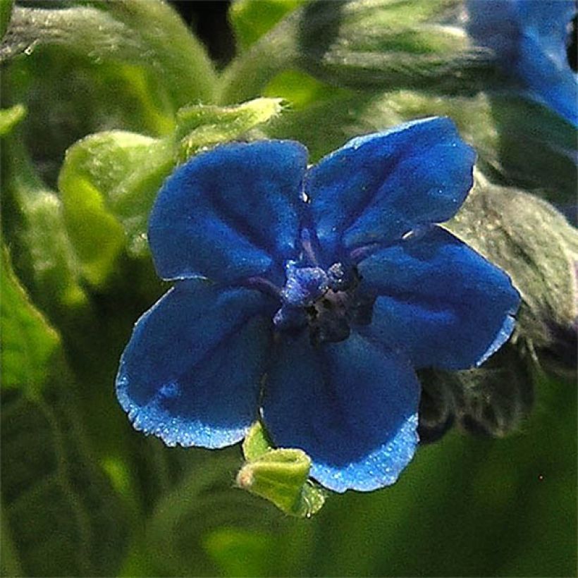 Cynoglossum nervosum (Floração)