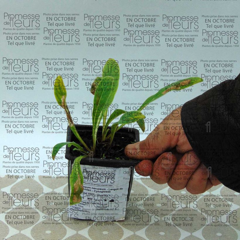 Exemplo de amostra de Cynoglossum nervosum - Langue de chien Godet de 8/9 cm tal como entregue