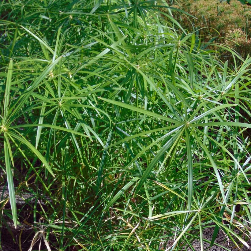 Cyperus alternifolius (Folhagem)