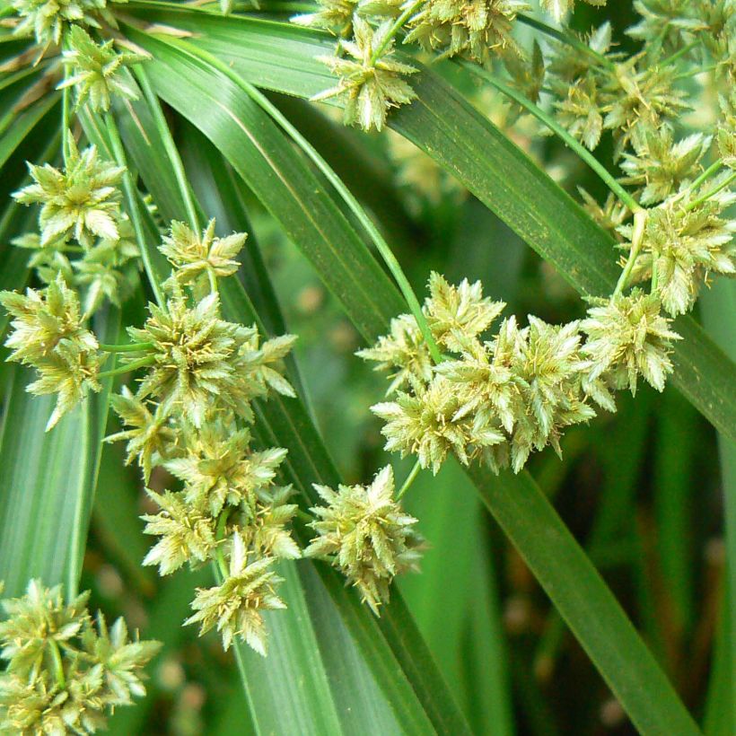 Cyperus alternifolius (Floração)