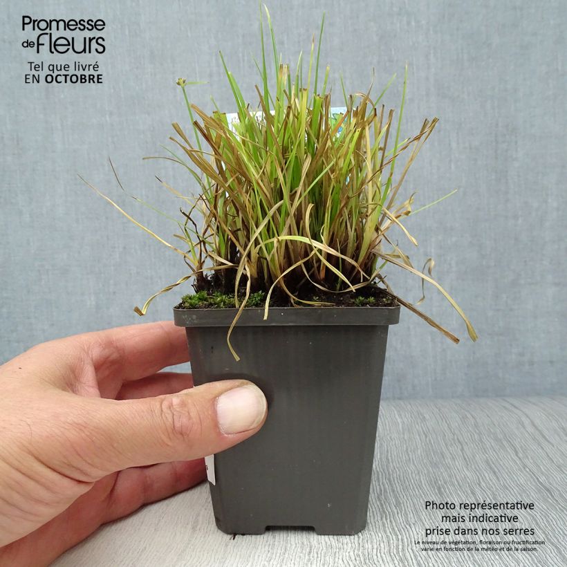 Amostra de Cyperus alternifolius Vaso de 8/9 cm tal como entregue no outono