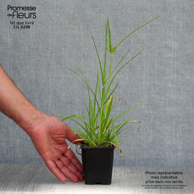 Amostra de Cyperus alternifolius Vaso de 8/9 cm tal como entregue no verão