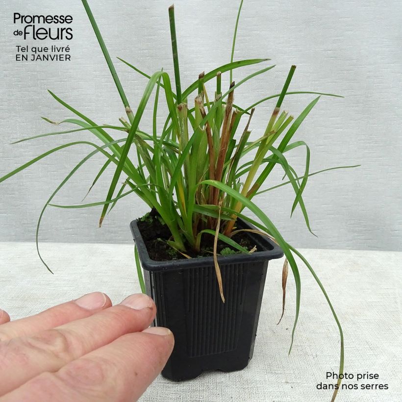 Amostra de Cyperus alternifolius Vaso de 8/9 cm tal como entregue no inverno