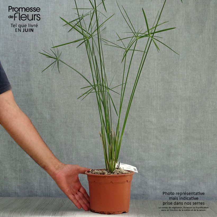 Amostra de Cyperus alternifolius Vaso de 2 L/3 L tal como entregue no verão