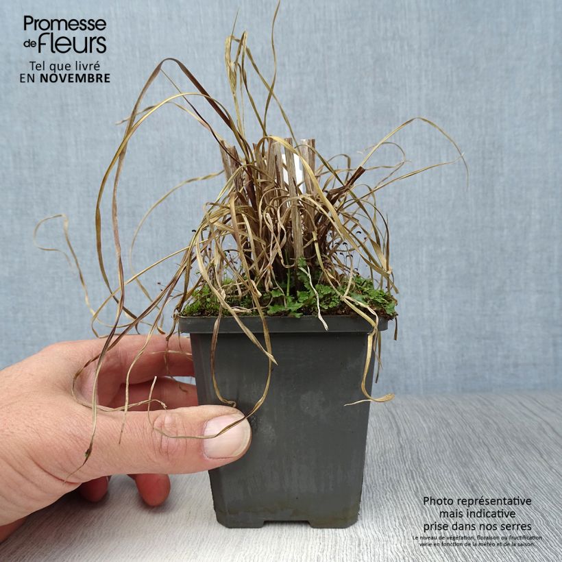 Amostra de Cyperus glaber Vaso de 8/9 cm tal como entregue no outono